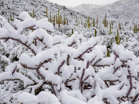 Sonoran Snow