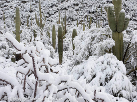 Sonoran Snow