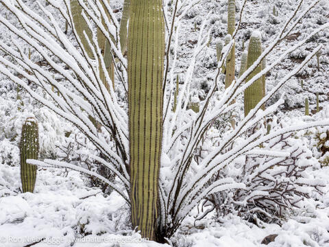 Sonoran Snow