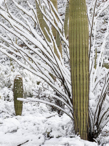 Sonoran Snow