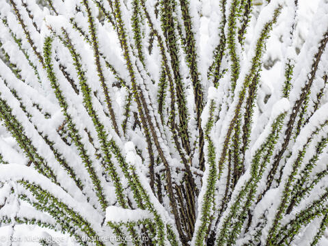 Sonoran Snow