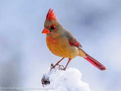 Northern Cardinal