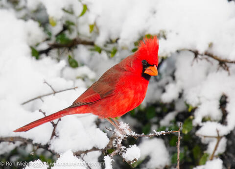 Northern Cardinal