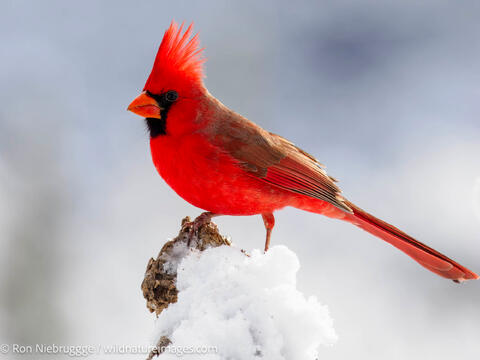 Northern Cardinal