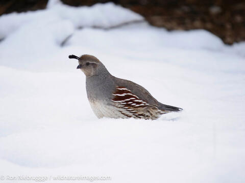 Gambel’s Quail