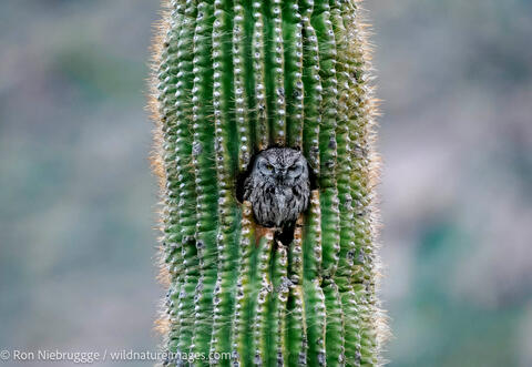 Western Screech Owl