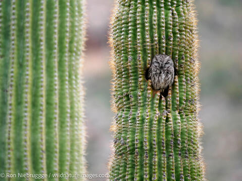 Western Screech Owl