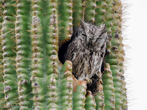 Western Screech Owl