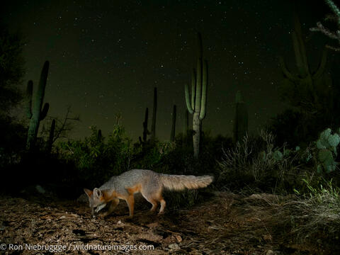 Gray Fox