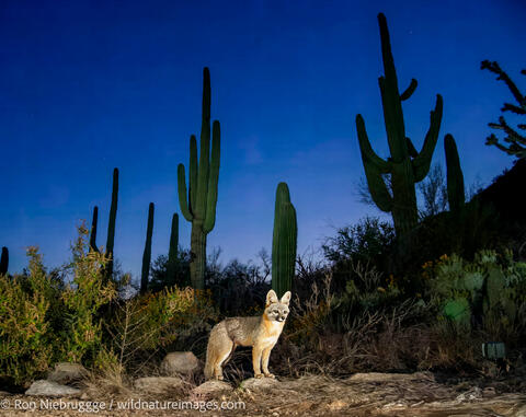 Gray Fox