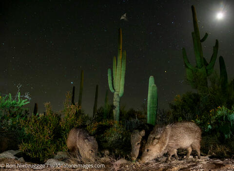 Javelina