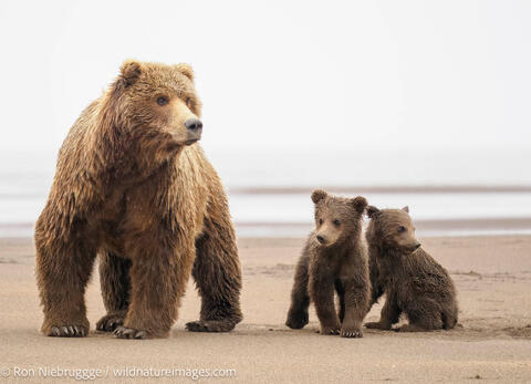 Brown Bear Family
