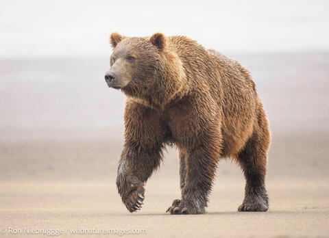Brown Bear  