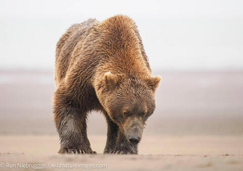 Brown Bear  