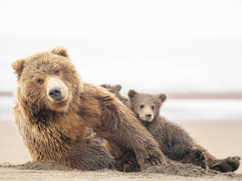 Alaska, Grizzly Bear, Lake Clark, National Park, Ursus arctos, animal, animals, bears, brown bear, mammal, mammals, summer, summertime...