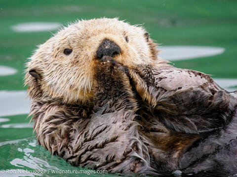 Sea Otter