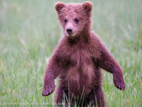 Brown Bear cubs
