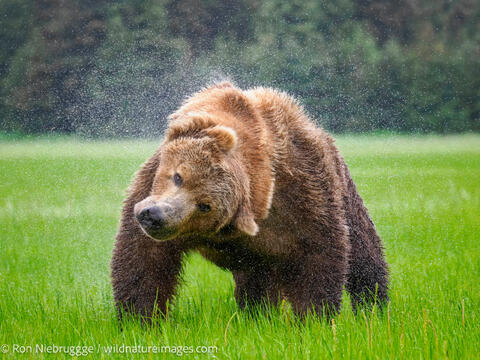 Brown Bear  