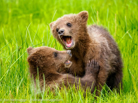 A Brown or Grizzly Bear, Lake Clark National Park, Alaska.