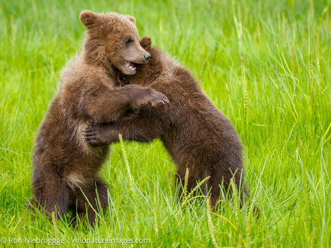 A Brown or Grizzly Bear, Lake Clark National Park, Alaska.