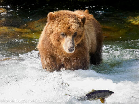 Brown bear, Tongass National Forest, Alaska.