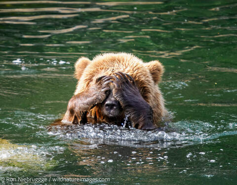 Brown bear, Tongass National Forest, Alaska.