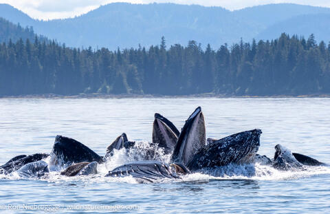 Humpback whales