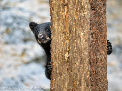Black bear
