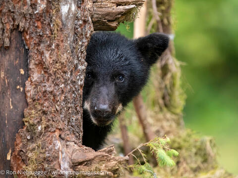 Black bear