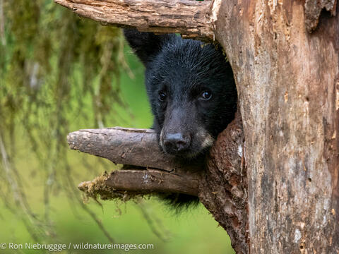Black bear