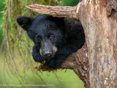 Black bear