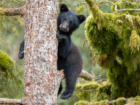Black bear