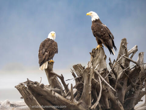 Bald eagles