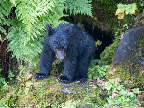 Black bear