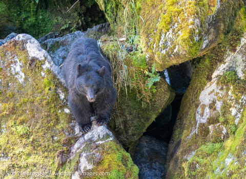 Black bear