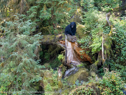 Black bear