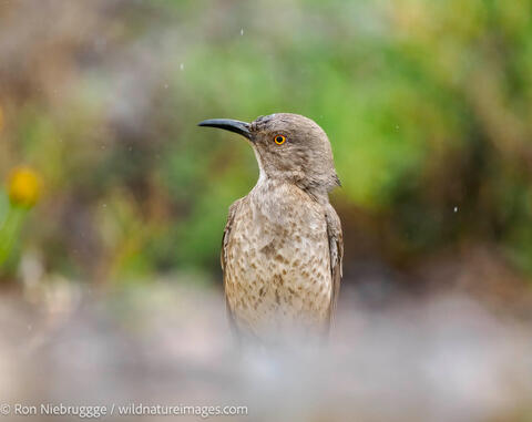 Curve-billed thrasher