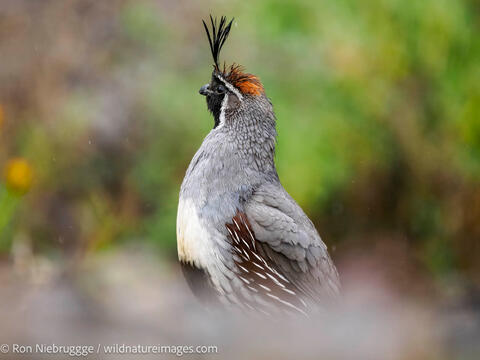 Gambel's quail