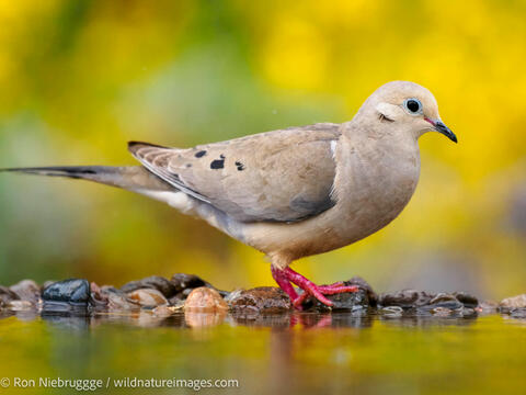 Mourning dove