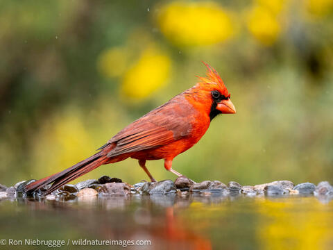 Northern cardinal