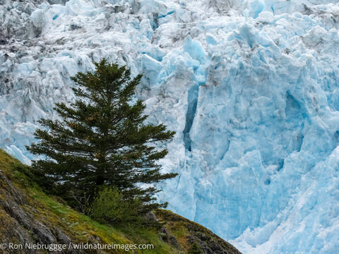 Holgate Glacier
