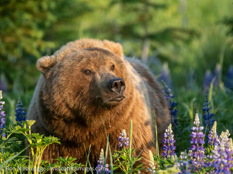 Brown Bear