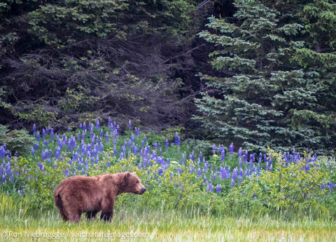 Brown Bear