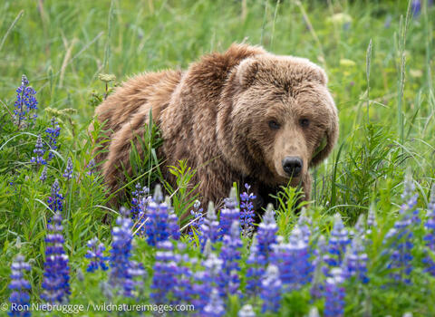 Brown Bear