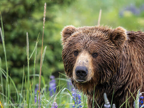 Brown Bear