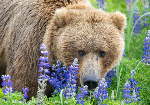 Brown Bear