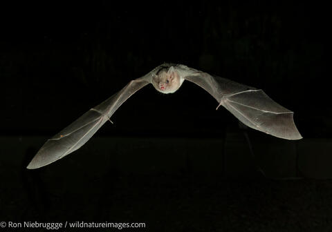 bat