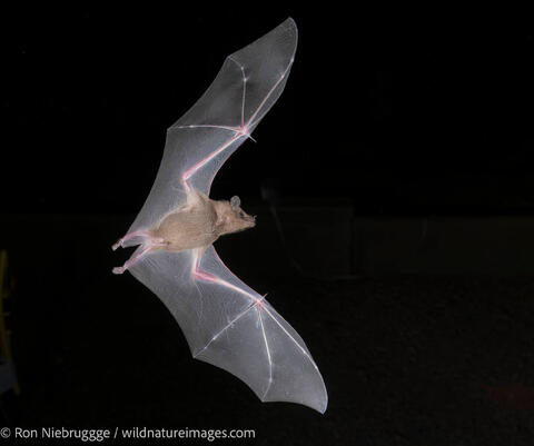 bat