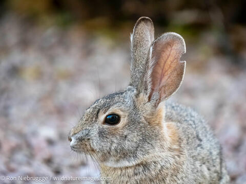 Desert Cottontail rabbit