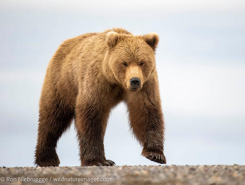 Brown Bear